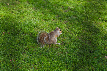 squirrel in the grass