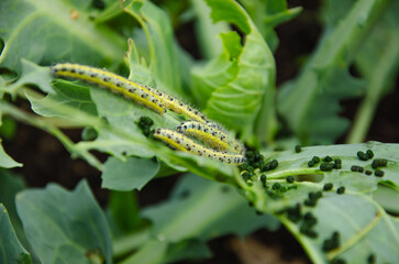 caterpillars have planted cabbage leaves in the garden