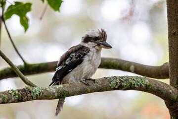 Close up of an Australian Kookaburra bird perched on  a branch