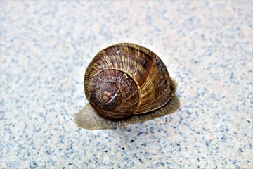Schnecke