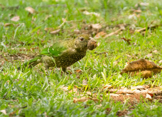 The green catbird (Ailuroedus crassirostris) eating a ripe fig fruit that as dropped from a fig tree to the green grass.