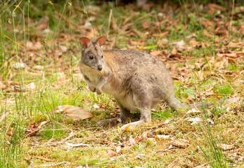 Naklejka na ściany i meble Pademelon is a small kangaroo-like marsupials
