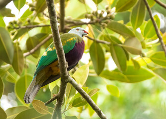 Wompoo fruit dove (Ptilinopus magnificus)