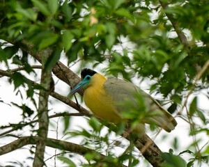 Capped heron, Pilherodius pileatus, in Colombia