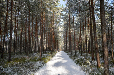 Winter forest, path in the middle, snow covered trees, sun beams between
