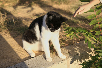 Woman reaching to cute cat outdoors, closeup. Stray animal