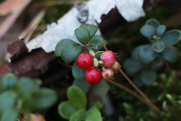 Sprig of delicious ripe red lingonberries outdoors, closeup