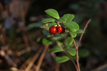 Obraz premium Sprig of delicious ripe red lingonberries outdoors, closeup