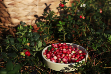 Bowl of delicious ripe red lingonberries outdoors, space for text