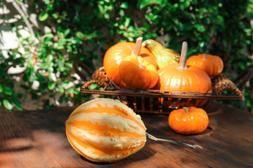 Different ripe orange pumpkins on wooden table outdoors