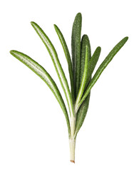 Fresh rosemary herbs on transparent background. png file