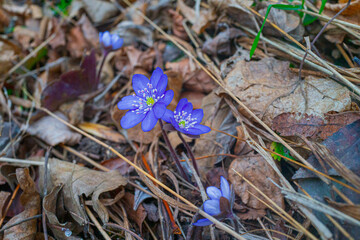 forget me not flowers on the leafy forest floor