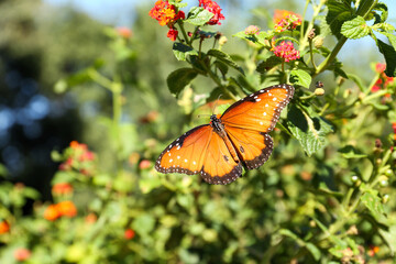 Beautiful orange Monarch butterfly on plant outdoors, space for text