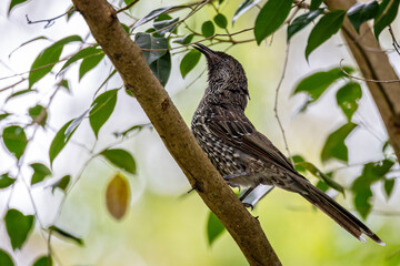 Fototapeta premium Close up of aLittle Wattlebird singing on branch in tree in NSW, Australia,