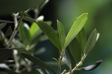Olive twigs with fresh green leaves on blurred background, closeup