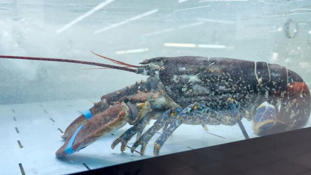 Lobster in the supermarket seafood department tank