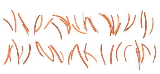 Set autumn conifer leaves, needles isolated on white, top view, macro 