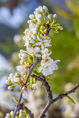 Fleurs de prunus spinosa, 