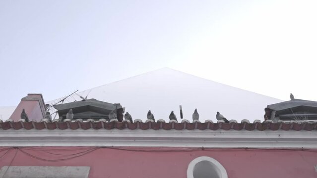 One pidgeon is landing next to others on top of a tile roof