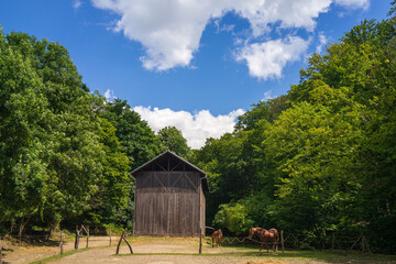 Obraz premium barn in the countryside forest