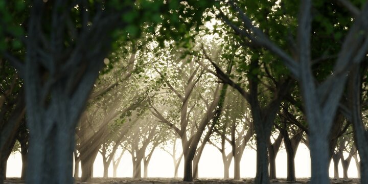 sunset in the park forest