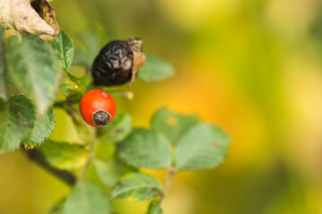 Rosa canina. Photo of shrubs of rosehip in the wild on a sunny autumn.
