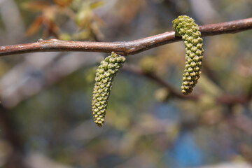 Blooming walnut tree.