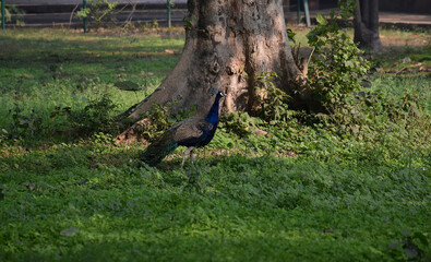 A beautiful peacock roaming in a jungle