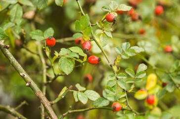 Rosa canina. Photo of shrubs of rosehip in the wild on a sunny autumn.