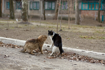 Two stray cats are fighting © Ryzhkov Oleksandr