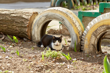 Portrait of a beautiful black and white tabby cat in a garden in summer outdoors