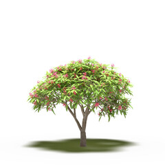 large tree with a shadow under it, isolated on white background, 3D illustration, cg render