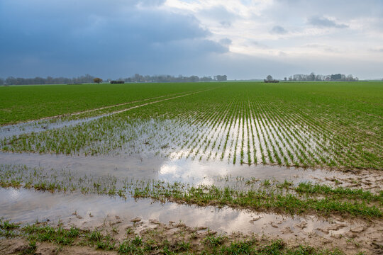 Champ de blé inondé suite à de fortes pluies en automne. Flaques d'eau. Temps nuageux