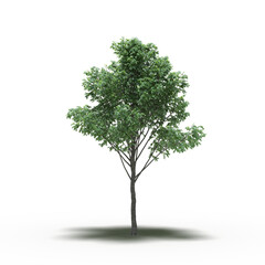 large tree with a shadow under it, isolated on a transparent background, 3D illustration, cg render
