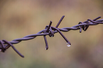 Raindrops hang from barbed wire in autumn