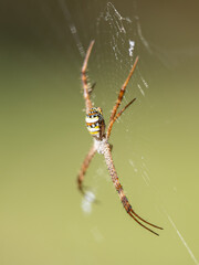 Spinne