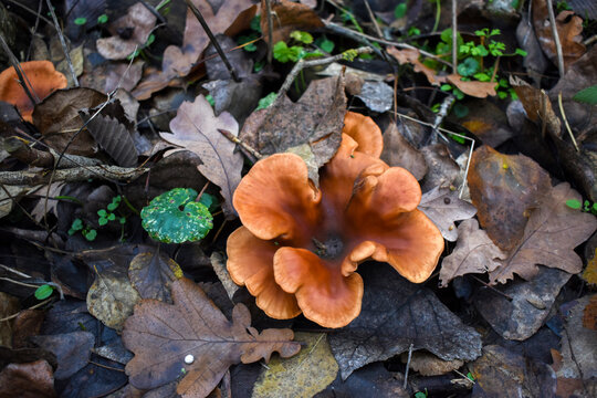 Brown yellow hat mushroom Clitocybe inversa growing in fallen autumn leaves, view from above