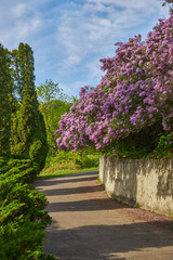 Lilac alley leading to Vydubichi monastery in Hryshko National Botanical Garden with Left bank view, Kiyv