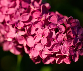 Beautiful purple lilac flowers. Macro photo of lilac spring flowers.