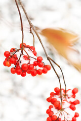 Viburnum under snow. Viburnum in the snow. First snow. Autumn and snow.