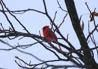 Birds of Winter came for a snack.
