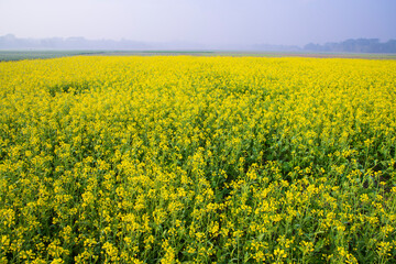 Beautiful Yellow Blooming rapeseed flower in the field natural Landscape view