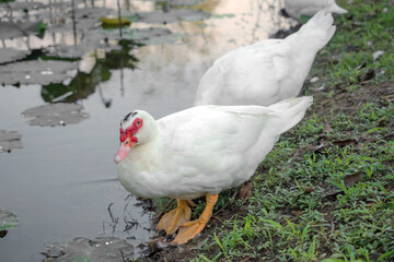 Barbary duck by the pond, selective focus on eyes