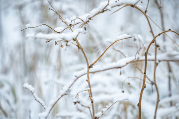 snow covered branches