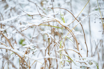 grass in the snow