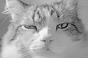 White and gray cat looking straight at the camera