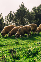 Flock of sheep, captured in Portugal