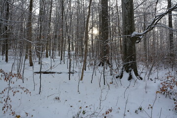Winter Landschaft und Wälder