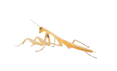 Baby Praying mantis isolated on white background, Mantis religiosa