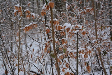 Winter Landschaft und Wälder
